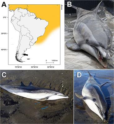 A Visitor of Tropical Waters: First Record of a Clymene Dolphin (Stenella clymene) Off the <mark class="highlighted">Patagonian Coast</mark> of Argentina, With Comments on Diet and Metazoan Parasites